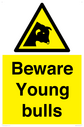 beware-young-bulls~